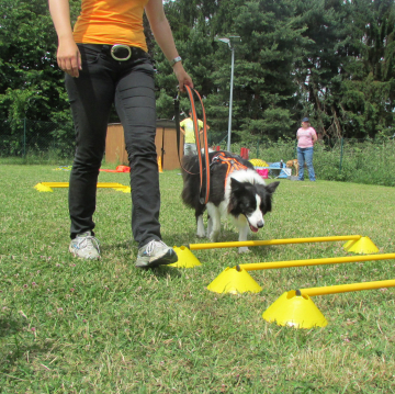 Cavaletti-Training