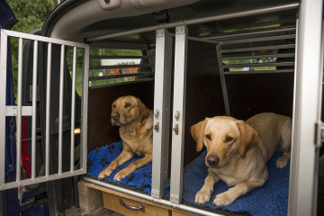 HMH 094 zwei Hunde in einer Box im Auto, die durch eine Wand geteilt ist