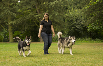 HMH 014 Halter unterwegs mit zwei Hunden